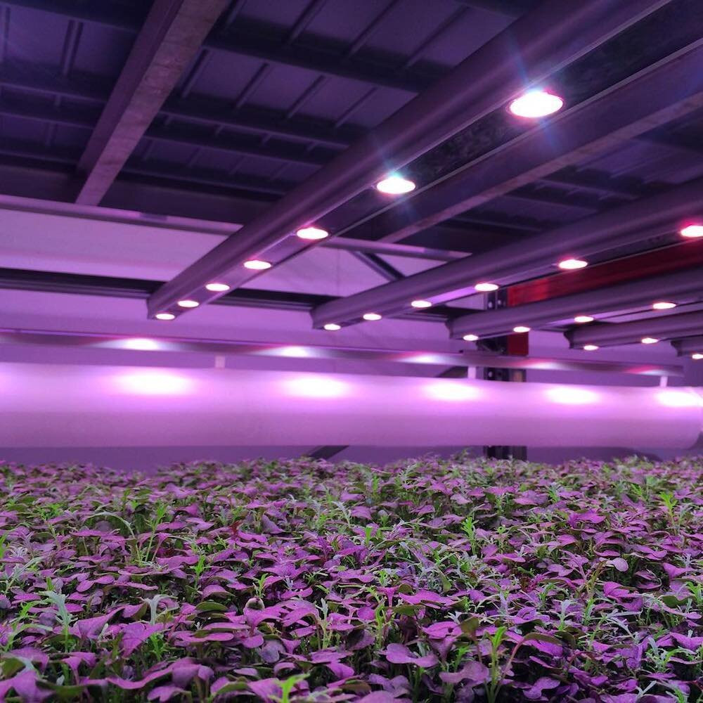 is-vertical-farming-the-future-of-food-articles-vevolution